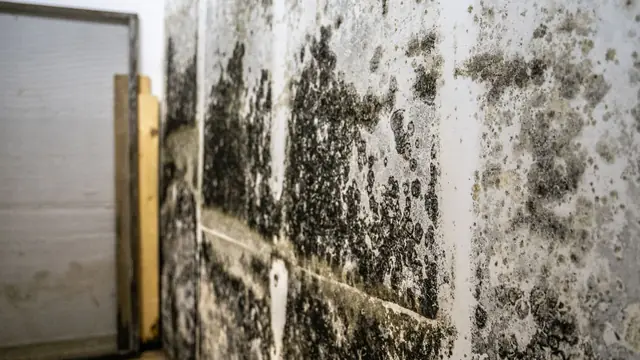 Black mold spreading across a basement wall