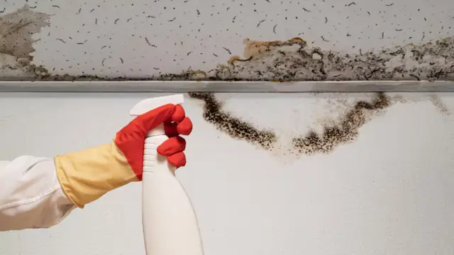 Dark mold growth along the top of a wall beneath the ceiling line